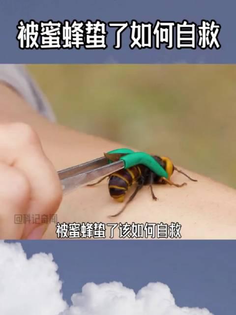 被蜜蜂蛰了该如何自救?