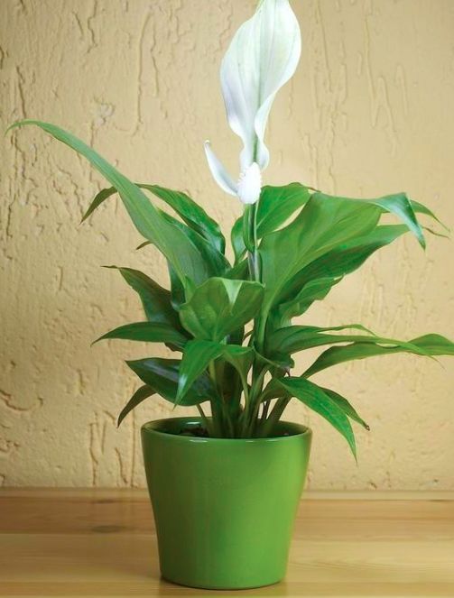 一帆风顺花的摆放禁忌(水培一帆风顺花的摆放禁忌)