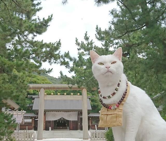 日本有座 喵喵庙 僧侣都是可爱的猫 猫奴们不去参拜一下吗 参拜 寺庙 喵喵 新浪新闻