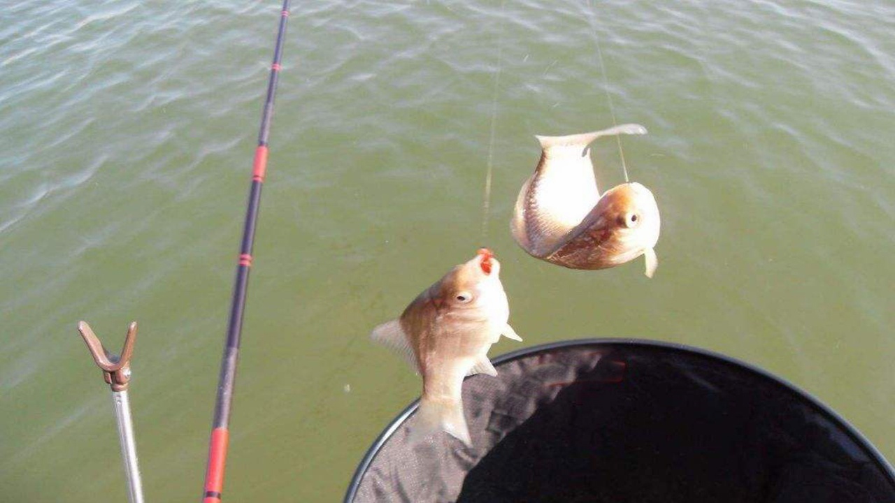 日钓千斤鱼不是不可能,但得满足这些条件|鱼|饵料|钓鱼_新浪新闻