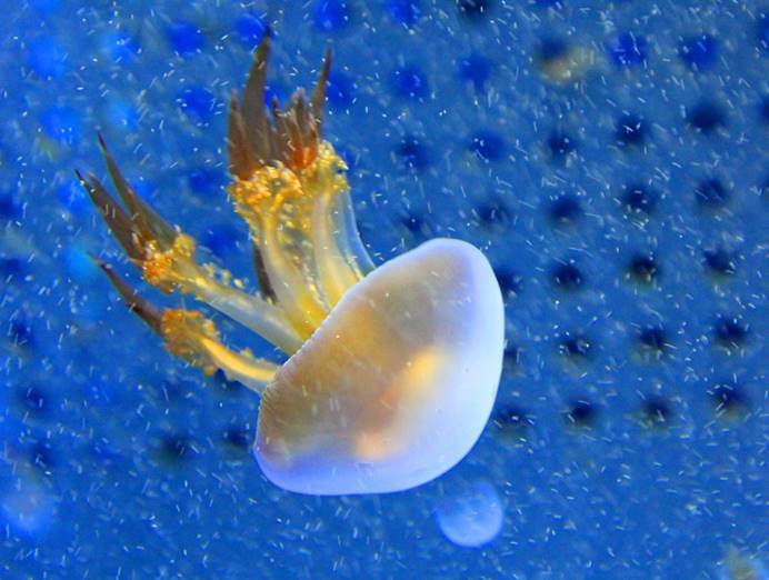 200公斤的野村水母多强大?常与渔民抢食,渔民根本斗不过它们