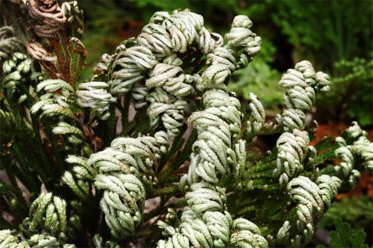 沙漠里会复活的草,干旱时缩成干枯球状,遇水就能长出绿叶