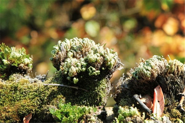 不过,复活草繁衍至今,并不是都生长在荒漠之中,也有