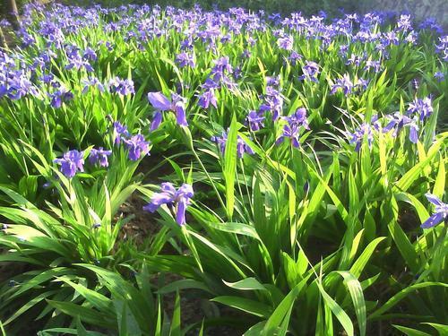 这3种花很多人不知道名字,开花像蝴蝶,花色多样十分好看