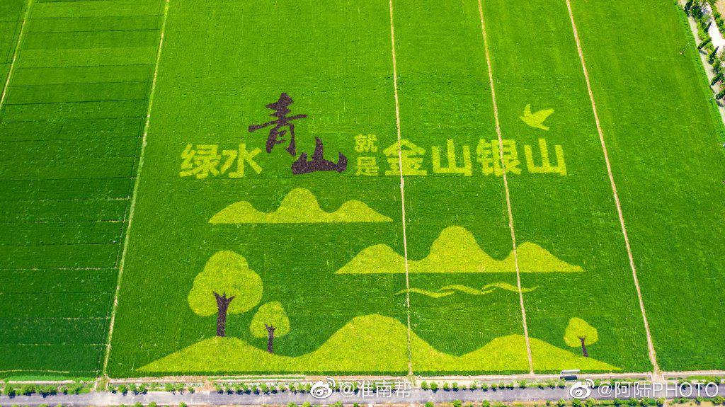 安丰塘稻田画photoby