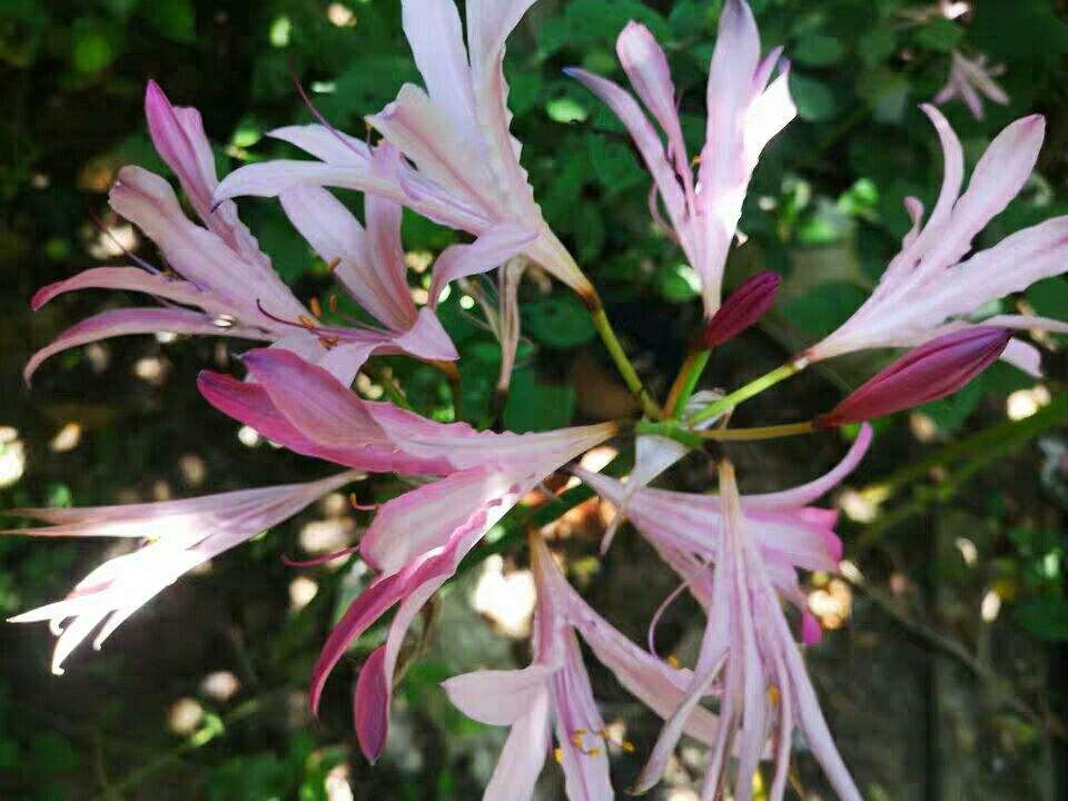 紫花石蒜的花朵是淡紫色的,而且带有一丝丝香气,喜欢香味花朵的花友