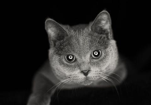 公猫对母猫不感兴趣 公猫对母猫不感兴趣