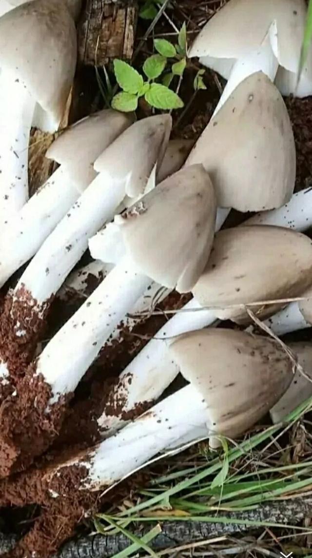 云南野生菌之美味的鸡枞餐桌上浓浓的中国味