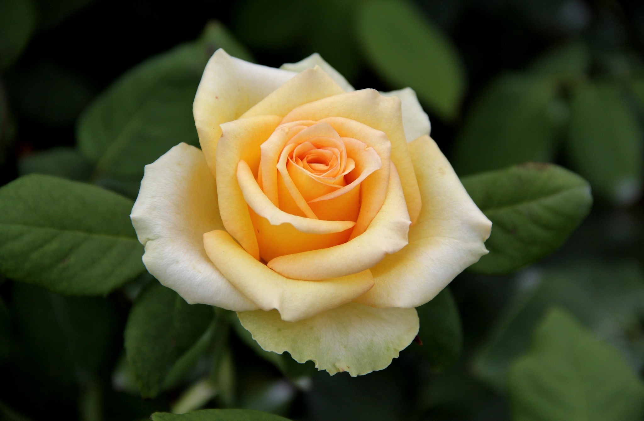 在未来两周桃花醉人引旧爱回首四大星座冰释前嫌重燃爱火