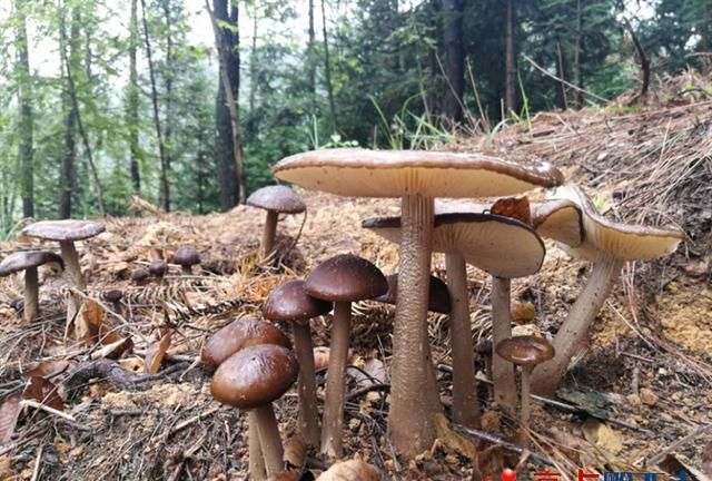兴义市乌沙磨舍村林下种植露水鸡枞成功上市