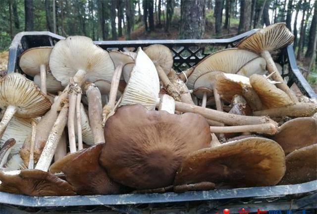 兴义市乌沙磨舍村林下种植露水鸡枞成功上市