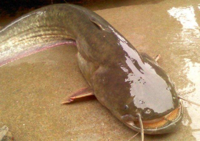 已经5块钱却被嫌弃,网友:主要太脏了|甲鱼|鲶鱼|鲺_新浪新闻