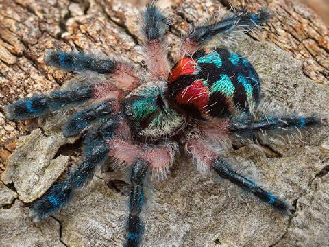 当你的家里突然闯入一只狼蛛. (cr.physicallyshaken)