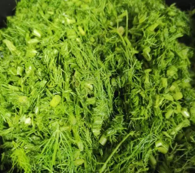 立秋后,用"它"当饺子馅,除去体内湿气,告别大肚腩,越吃越瘦|茴香|饺子