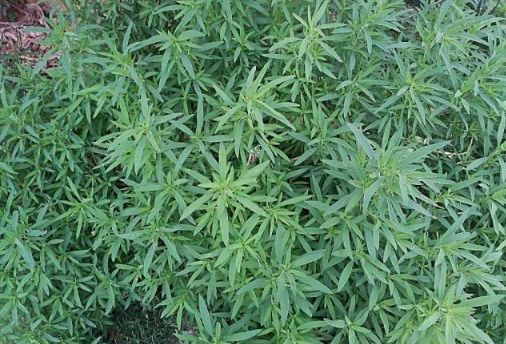 农村这一种"野草"能治"脚气",冬天经常脚出汗的朋友,快试试