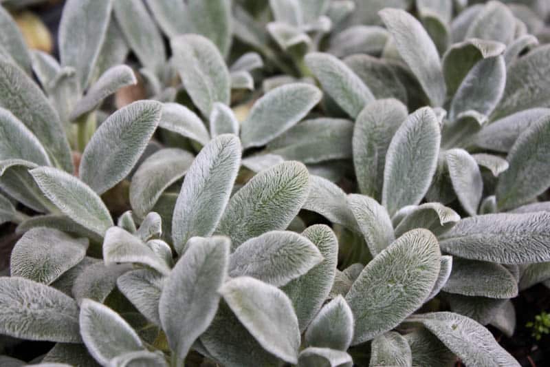 盆栽植物棉毛水苏的养护方法