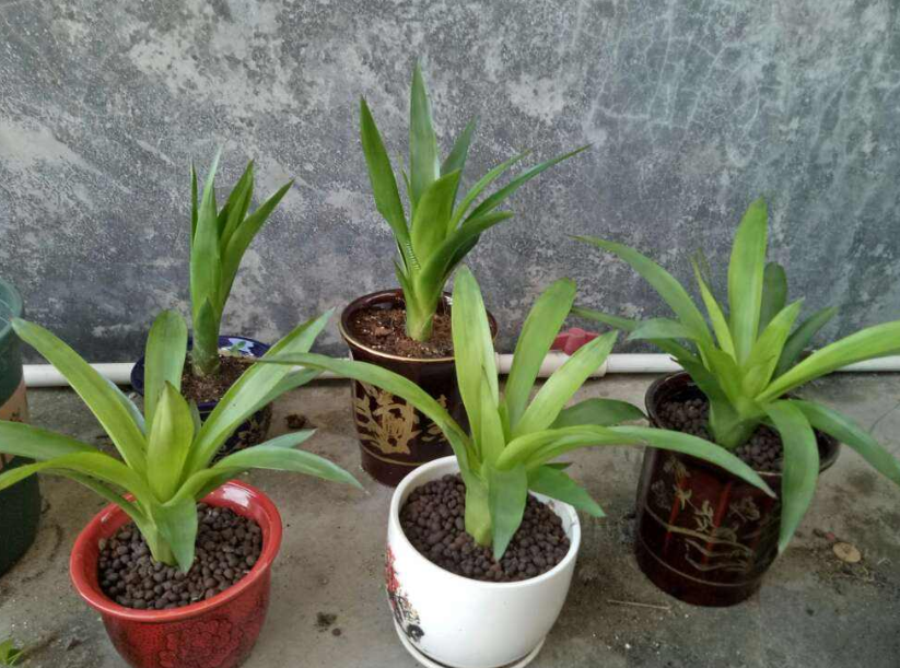 鸿运当头|小苗|烂根_新浪新闻