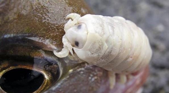 这种生物很霸道,吃掉宿主舌头自己来当舌头,恐怖又残忍|虱|鱼|舌头