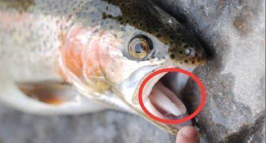 这种生物很霸道,吃掉宿主舌头自己来当舌头,恐怖又残忍|虱|鱼|舌头