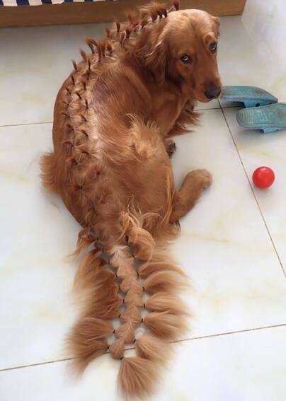 主人夏天给狗子扎辫子,金毛:"确认过眼神,是打不过的人"|狗狗|狗子