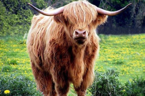 1973年47岁丑牛一生宿命句句说到心坎里家里有属牛的速看