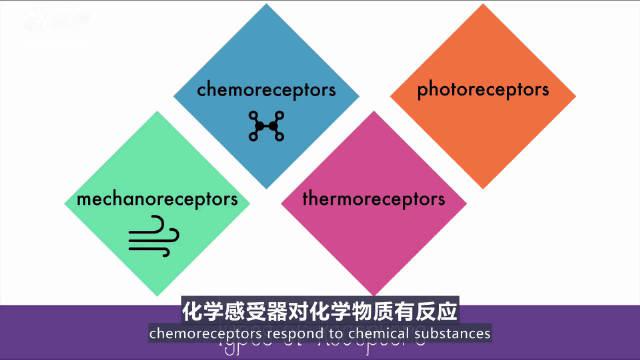 医学双语科普:感觉受体 视频翻译by@恪伦 色香声味触法