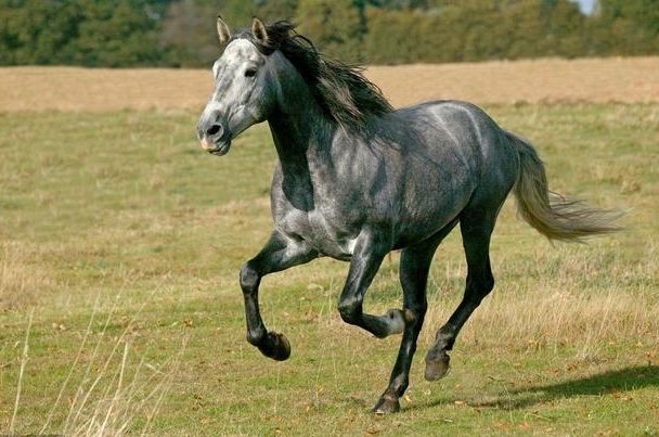 生肖马属马人好好珍惜这两大贵人把握住一辈子顺风顺水