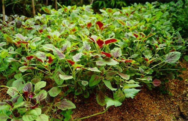 苋菜又名雁来红做出来的汤是红的苋菜种植时如何去田间管理