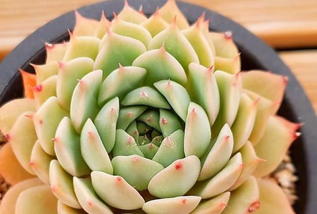 多肉蒂比秋天注意日照时长和控水出状态后像粉色桃子看了想吃