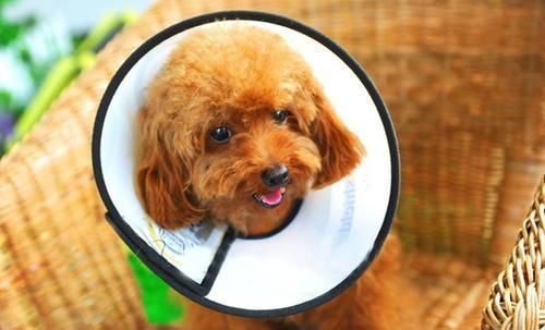 泰迪狗受伤自己老舔伤口