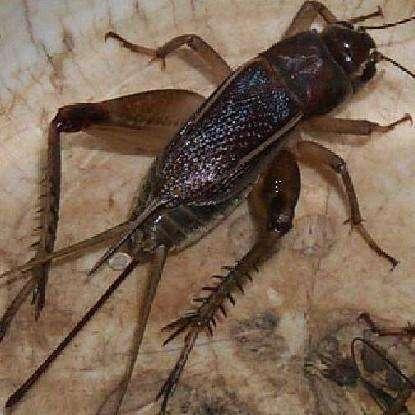 农村田地里面的昆虫"油葫芦"跟蟋蟀有啥区别,油葫芦能吃吗|蝈蝈|油