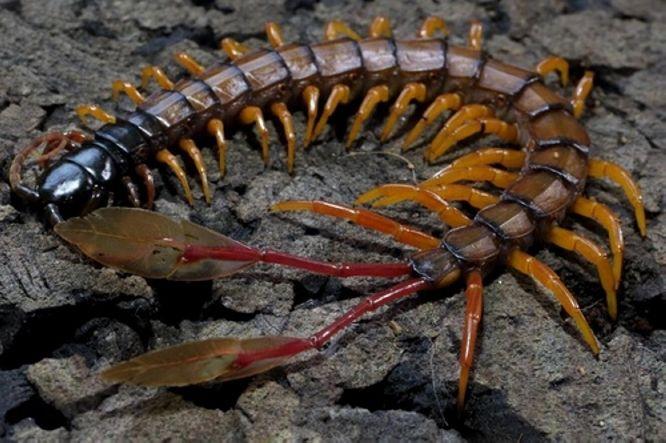 世界上剧毒蜈蚣尾巴上长着羽毛普通人难得一见