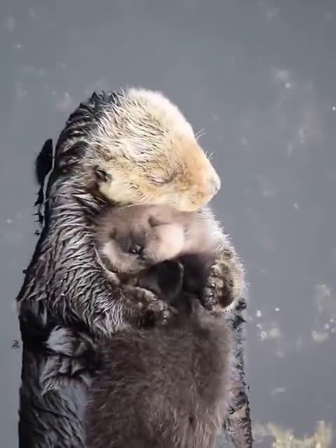 小海獭躺在妈妈怀里睡着,有妈妈抱抱抚摸,好甜的午觉呀