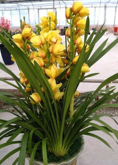 家庭养花甭少了大花蕙兰它们除了好看好养还有这些优点