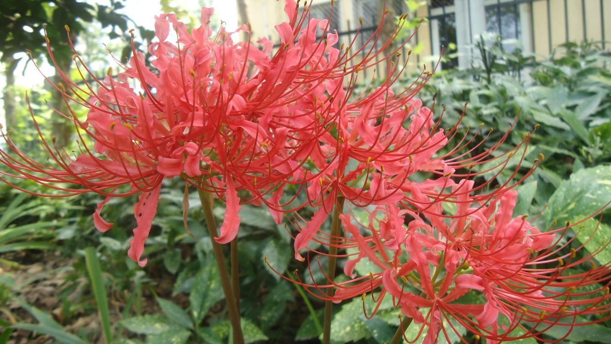 小花认为石蒜花是一种非常漂亮的花卉品种,可能大家会对它有误解,但