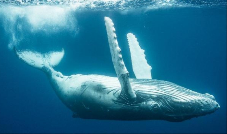 整个鲸落的形成过程分为三个阶段,第一阶段是鲸鱼尸体沉底后的大概