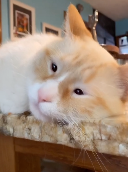 小眼橘猫撞脸明星突然大火李荣浩分明蹭我热度