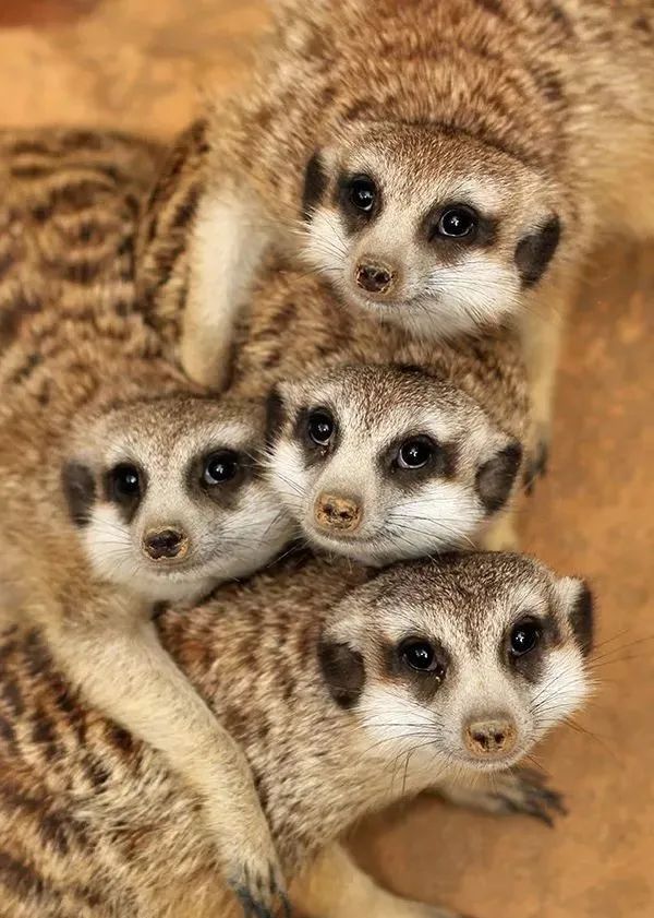 猫鼬是群居动物,看起来就是相亲相爱的一家呀!