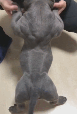 肌肉|狗狗|后背_新浪新闻