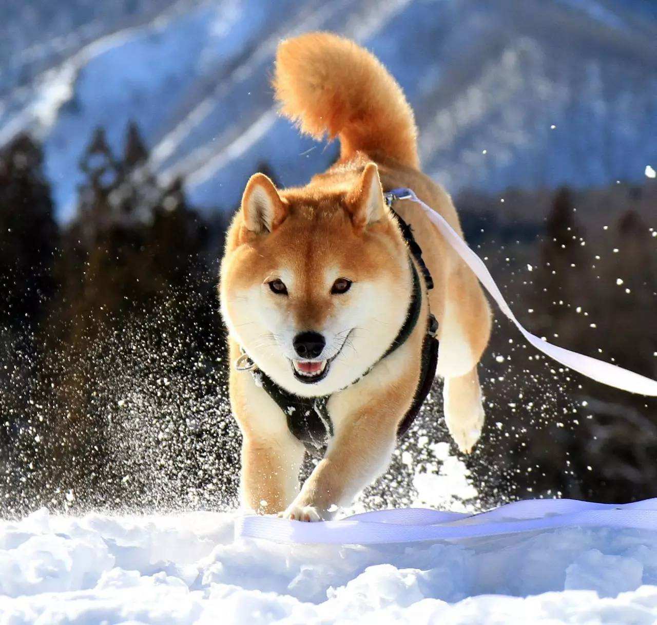 为什么大家都不太敢养"柴犬"?这几点,不是人人都能接受的