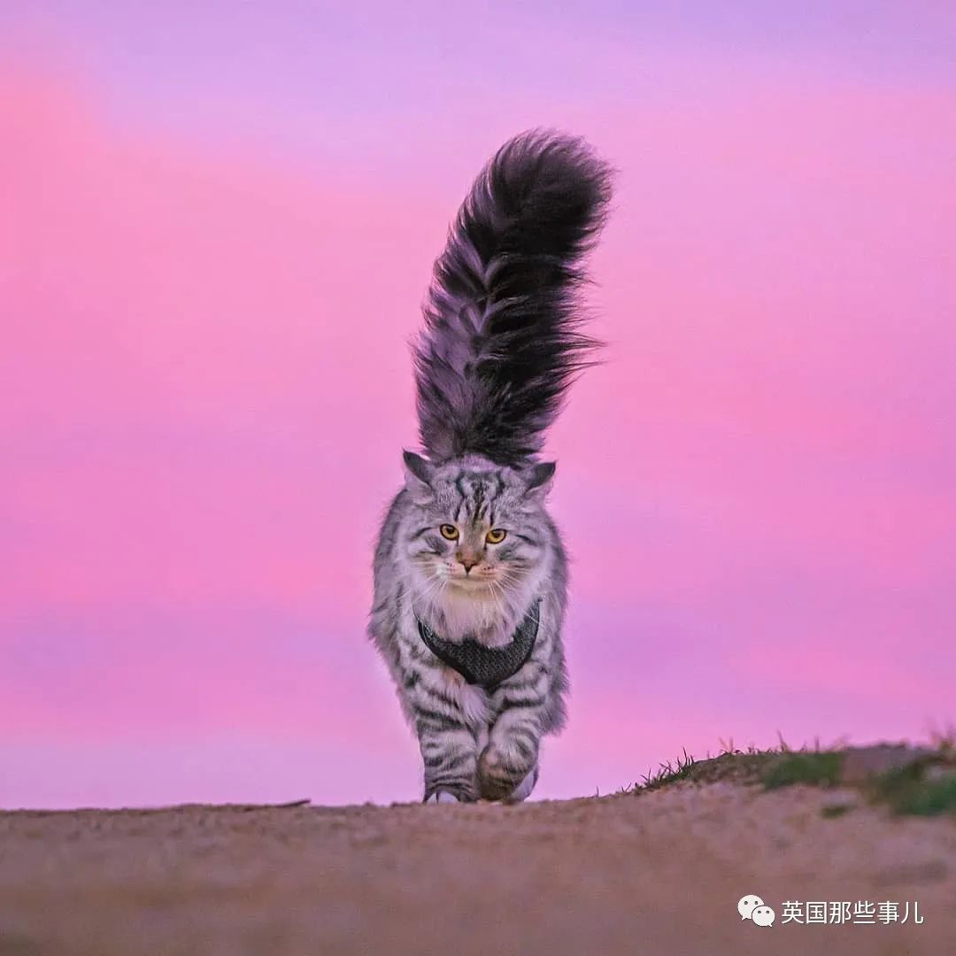 大尾巴西伯利亚森林猫可萌可霸气简直是行走的鸡毛掸子啊