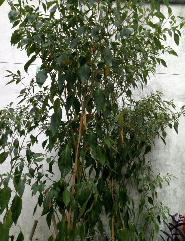 阳台种盆栽辣椒记住几点一棵长成辣椒树丰收又美观