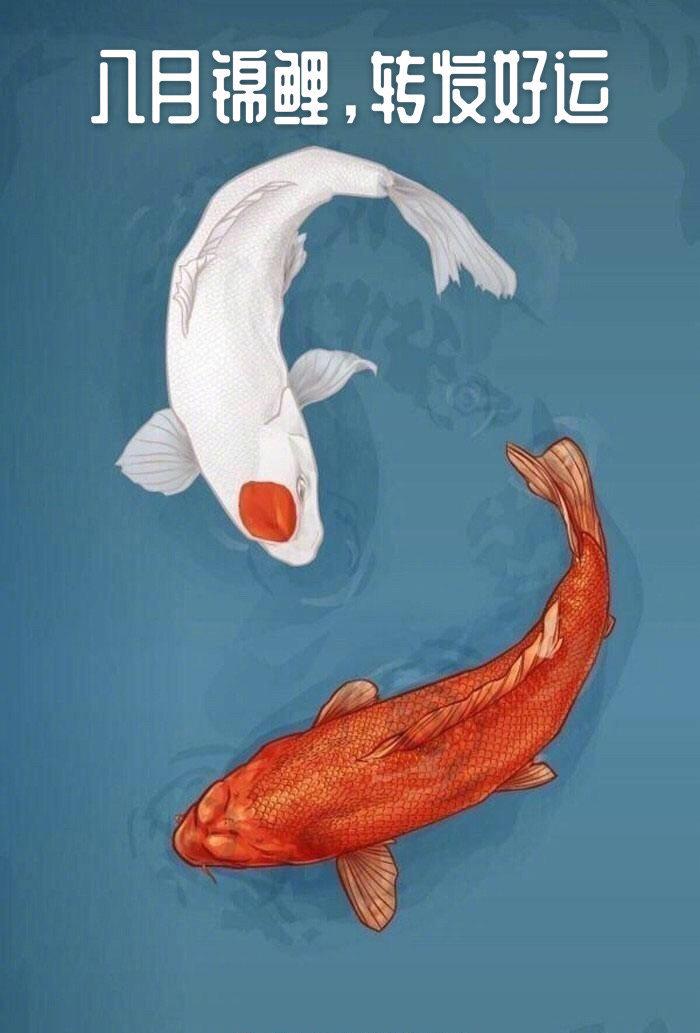 八月锦鲤转走这两条好运锦鲤一整月都会好运连连050505