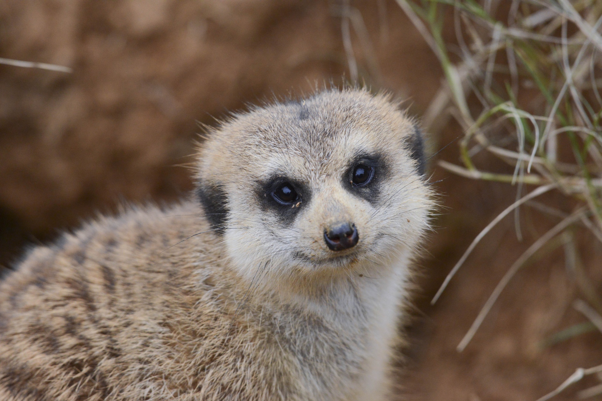 新鲜事动物园搬进客厅电视24小时直播萌物成长还可虚拟云喂养