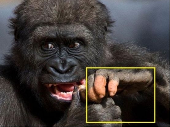 美国发现基因变异猩猩手指几乎与人类无异还能否继续进化