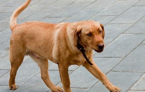 狗狗后腿外八字能改善吗