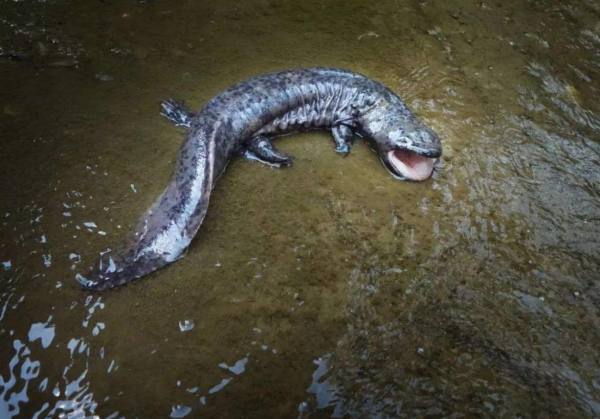 世界上最大娃娃鱼,被称为张家界的守护神兽,至今已存活200年!