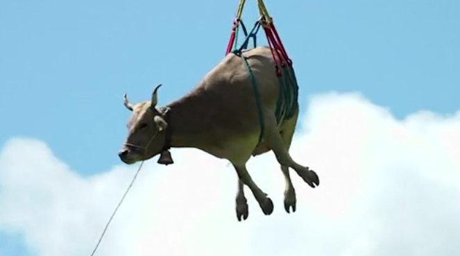 额天上有牛在飞莫不是地上有人在吹