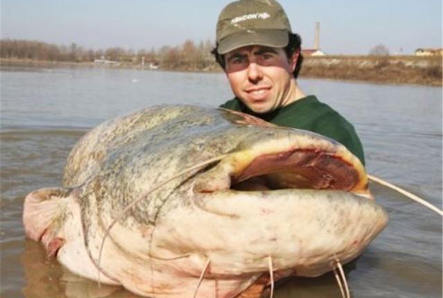体型最大的淡水鱼,重量可达600多斤