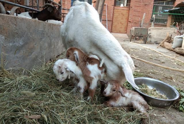 做繁殖母羊来用——谈下自己的一点亲身体会|母羊|育肥|羔子_新浪新闻